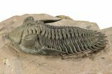 Impressive Metacanthina Trilobite - Lghaft, Morocco #244252-1